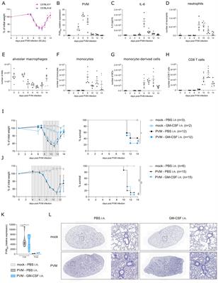 Inhaled GM-CSF administered during ongoing pneumovirus infection alters myeloid and CD8 T cell immunity without affecting disease outcome